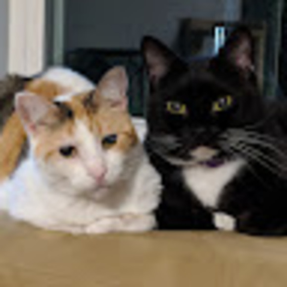 kittiekeeper121